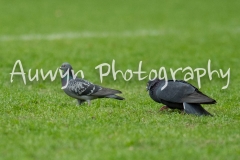 at the Tom Simmons' CEOP Cup at The Valley, Charlton Athletic FC, London - 11 May 20130511 2013